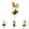 Kép 3/3 - ORCHIDEA KASPÓBAN LED VILÁGÍTÁSSAL 1/24 36 cm 4 SZÍNBEN