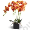 Kép 2/3 - ORCHIDEA KASPÓBAN 1/12 43 cm 4 SZÍNBEN