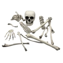 CSONTVÁZ 19 DB-OS 1/24 